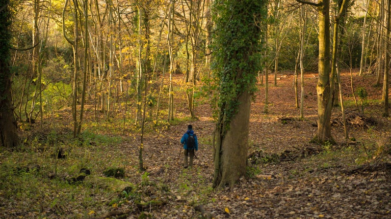 A walker at Bathampton wood in autumn at Bath Skyline, Bath